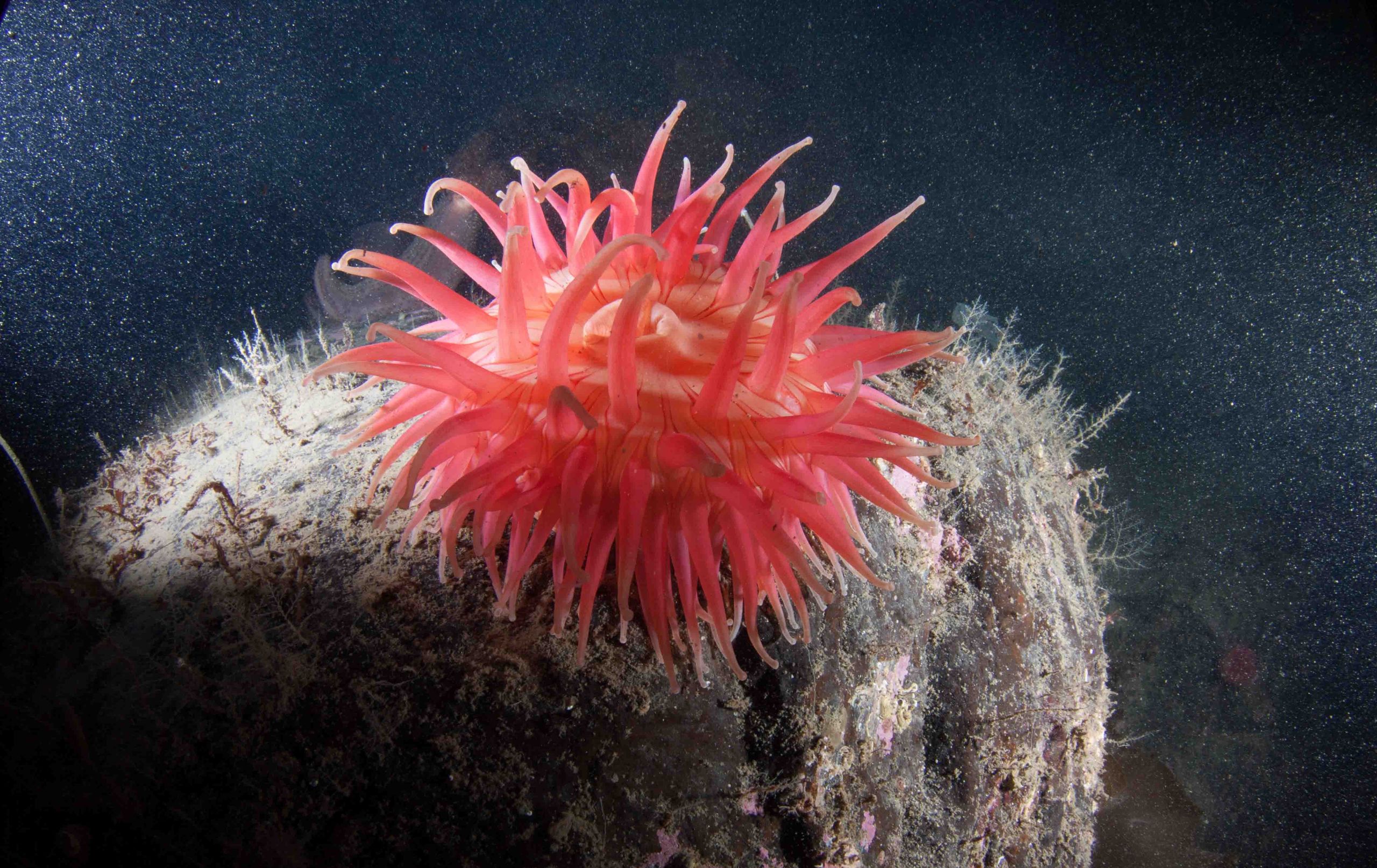 Close-up of a vibrant red sea anemone on a rock in deep ocean waters.
